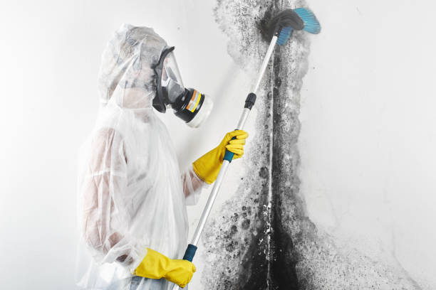 Best Industrial Mold Remediation  in Buffalo, WY