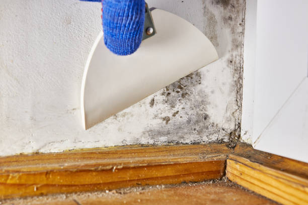 Best Basement Mold Removal  in Buffalo, WY